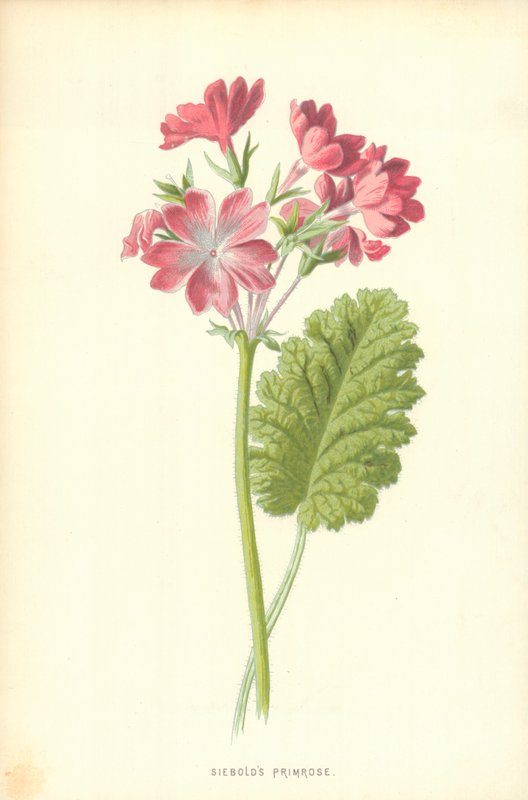Prímula de Siebold de Frederick Edward Hulme