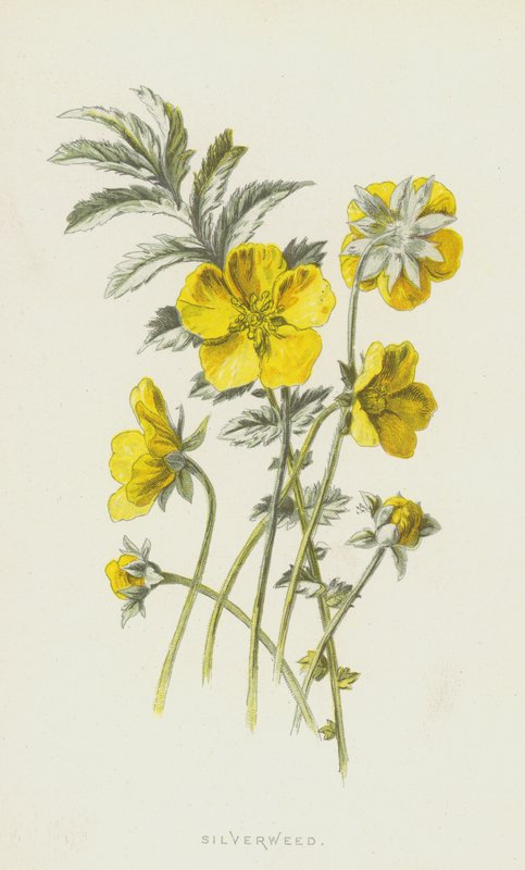 Silverweed (cromolitho) de Frederick Edward Hulme