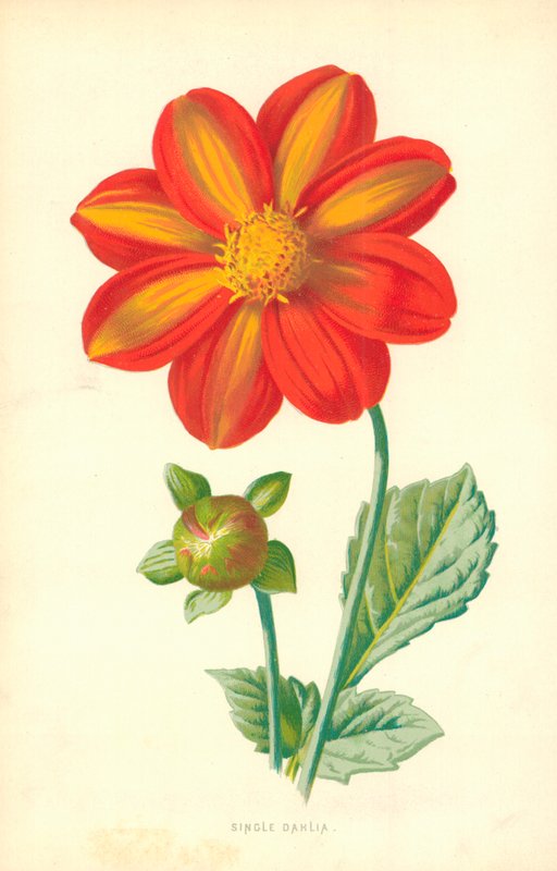 Única Dália de Frederick Edward Hulme