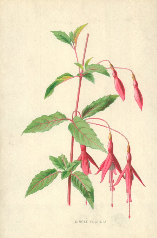 Único fúcsia de Frederick Edward Hulme