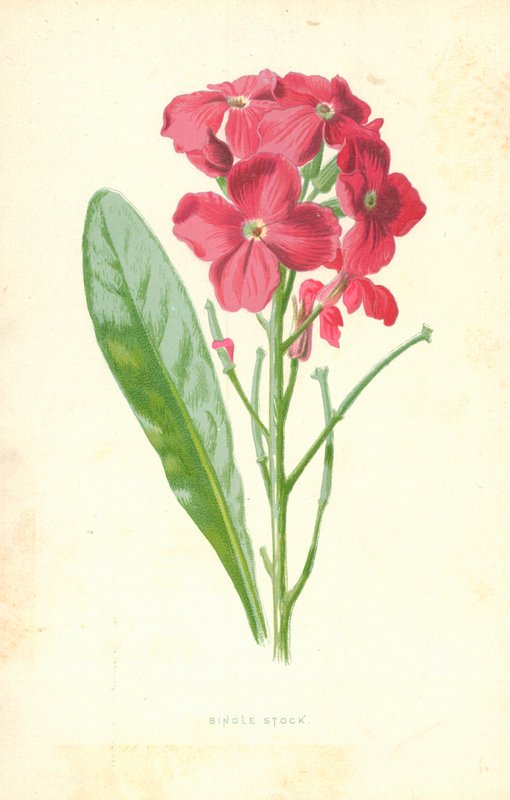 Estoque único de Frederick Edward Hulme