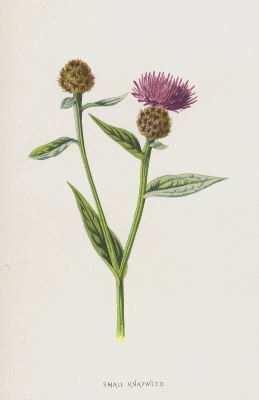 Knapweed pequeno (cromolitho) de Frederick Edward Hulme