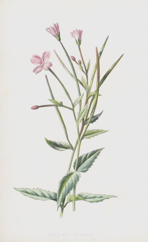 Salgueiro-Erva Pequeno (Chromolitho) de Frederick Edward Hulme