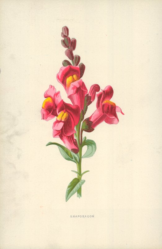 Snapdragon de Frederick Edward Hulme