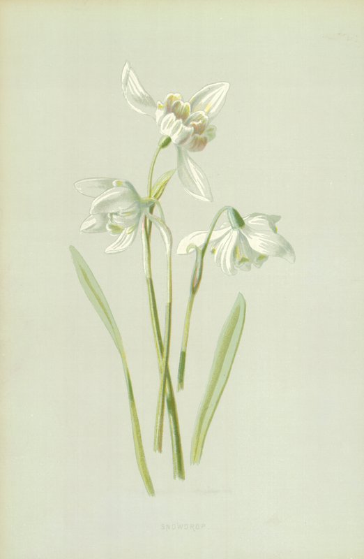 Snowdrop de Frederick Edward Hulme