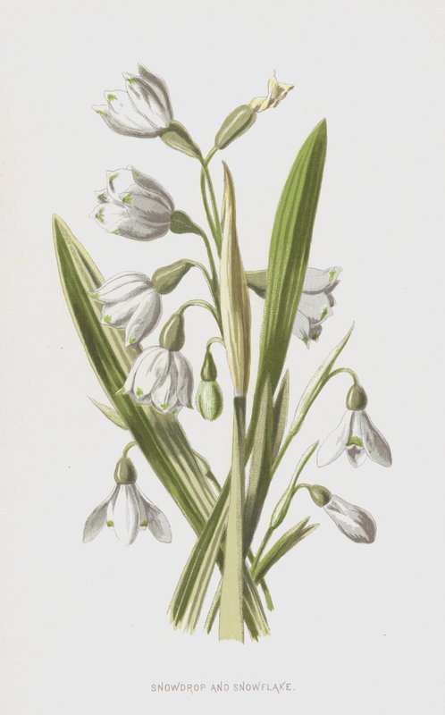 Floco de neve e floco de neve (chromolitho) de Frederick Edward Hulme