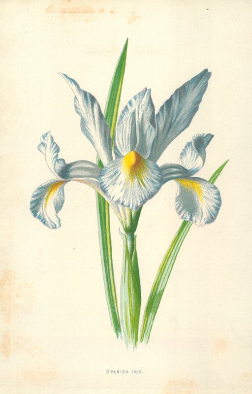 Íris Espanhola de Frederick Edward Hulme