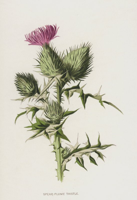 Cardo da pluma da lança (chromolitho) de Frederick Edward Hulme