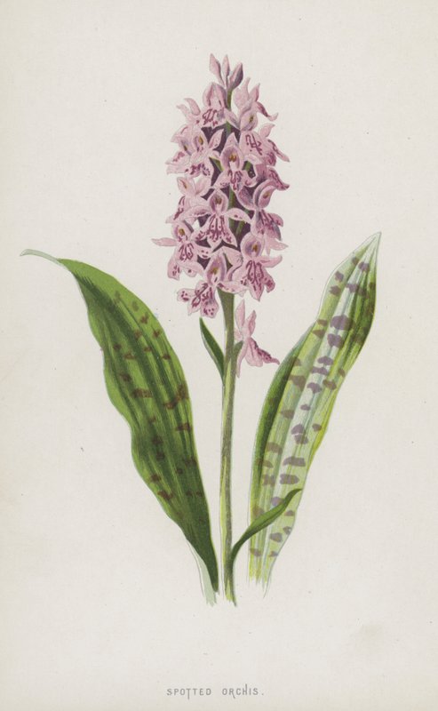 Orchis manchado (chromolitho) de Frederick Edward Hulme