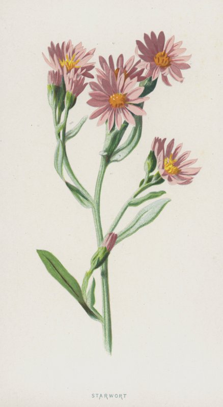 Starwort (cromolitho) de Frederick Edward Hulme