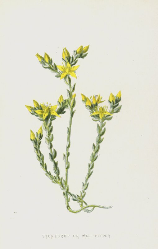 Stonecrop ou Wall-Pepper (cromolitro) de Frederick Edward Hulme