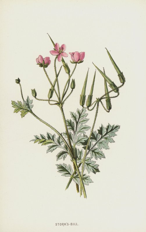 Cegonhas-Bill (cromolitho) de Frederick Edward Hulme