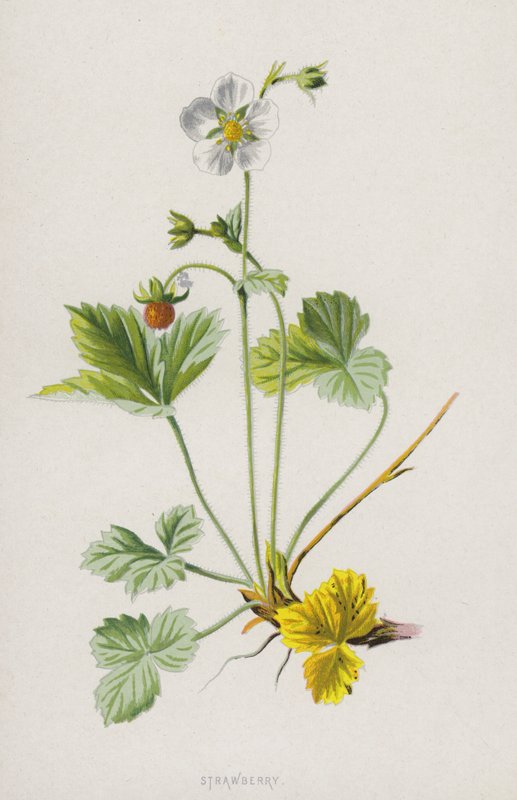 Morango (cromolito) de Frederick Edward Hulme