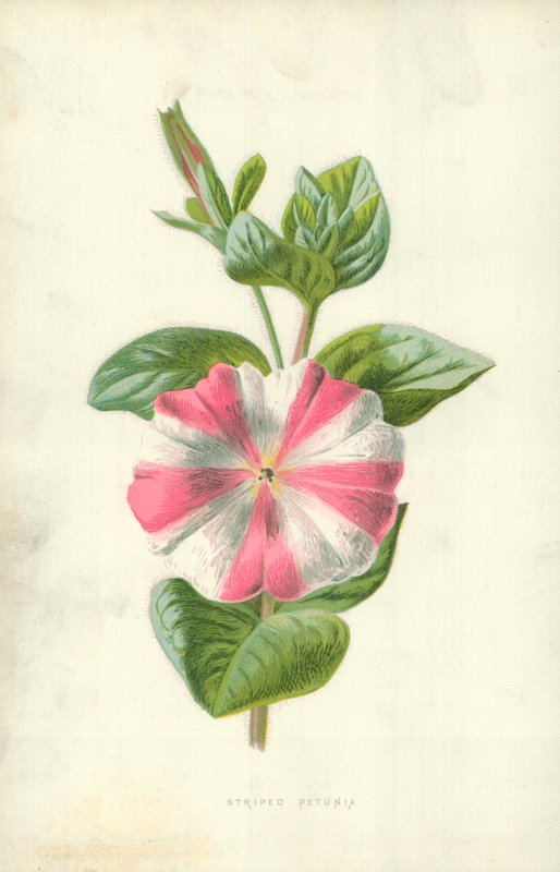 Petúnia Listrada de Frederick Edward Hulme