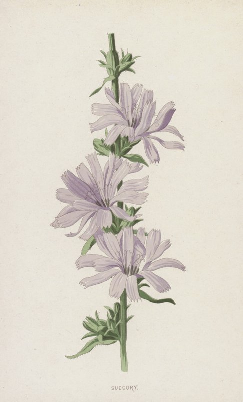 Succory (cromolitho) de Frederick Edward Hulme