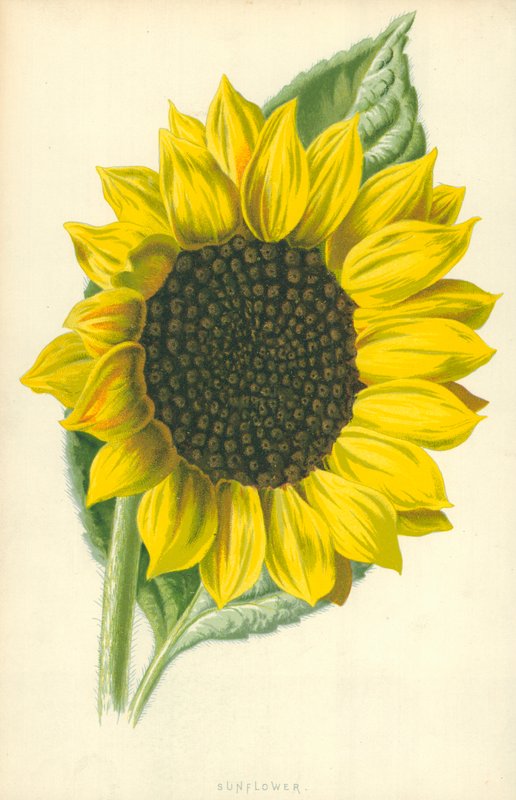 Girassol de Frederick Edward Hulme
