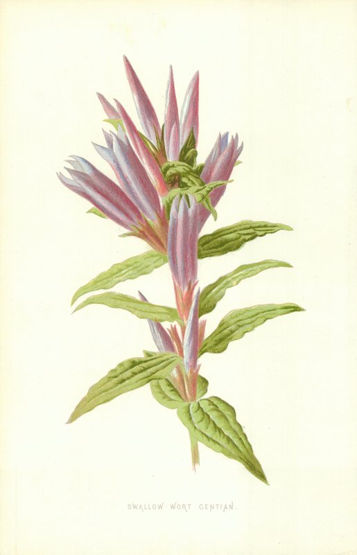 Swallow-Wort genciana de Frederick Edward Hulme