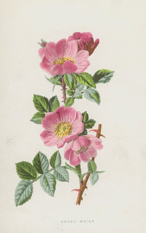 Briar doce (cromolitho) de Frederick Edward Hulme