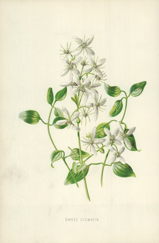 Doce Clematis de Frederick Edward Hulme