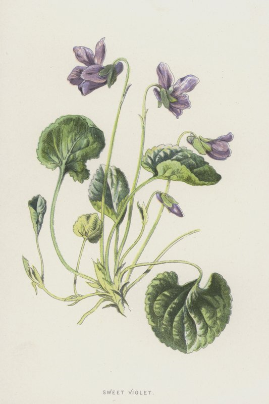 Violeta Doce (Cromolitho) de Frederick Edward Hulme