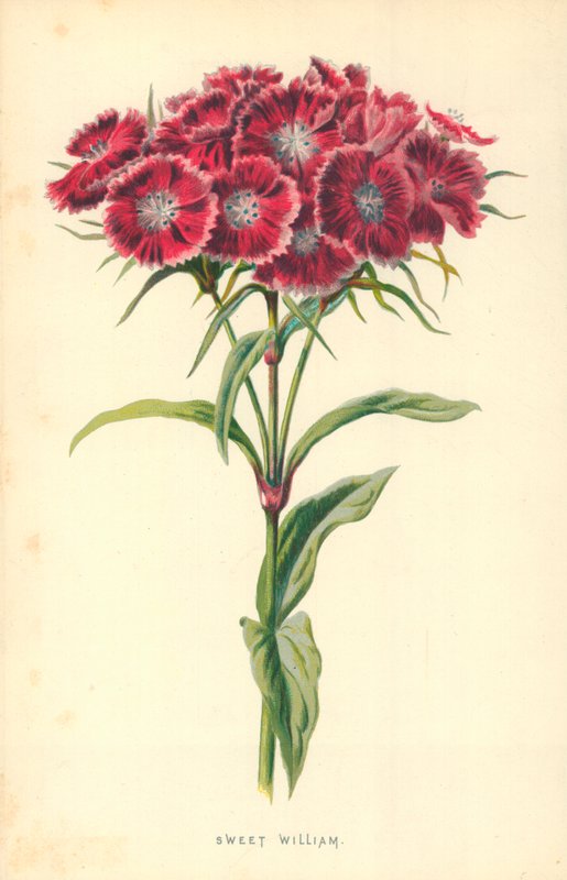 Doce William de Frederick Edward Hulme