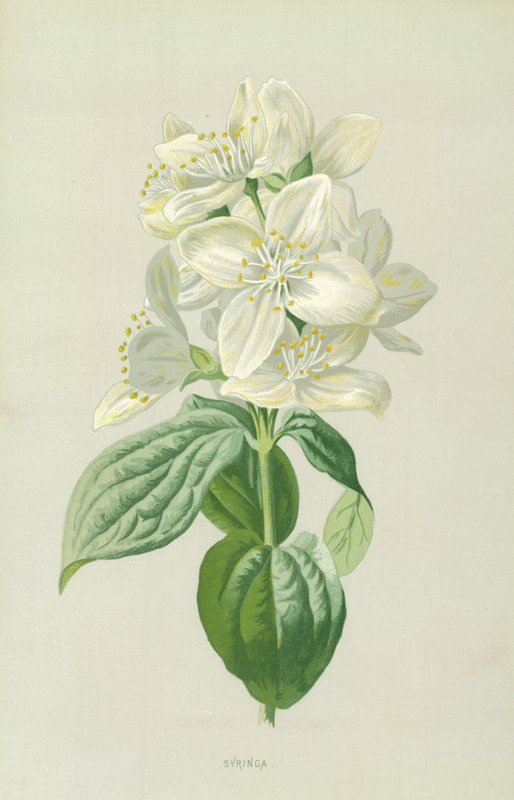 Syringa de Frederick Edward Hulme