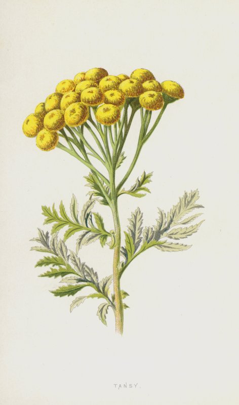 Tansy (cromolitho) de Frederick Edward Hulme