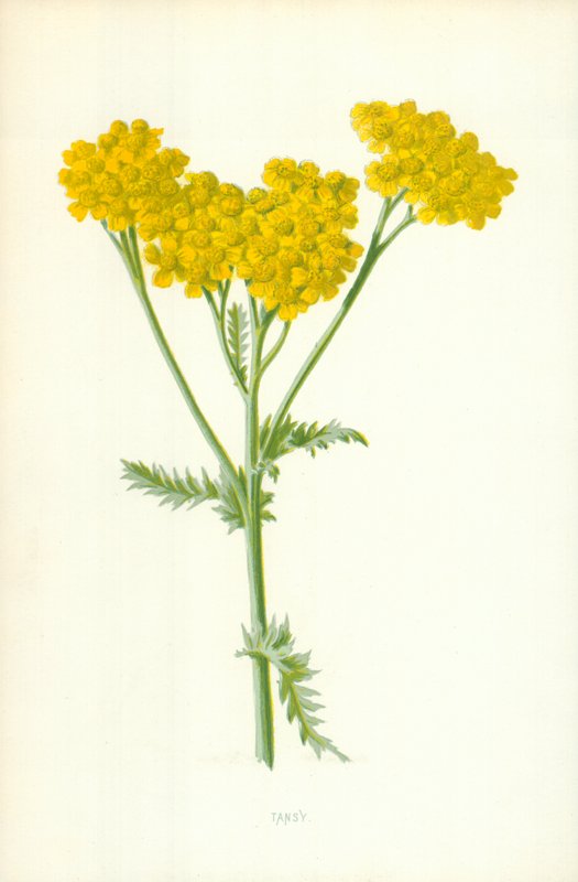 Tansy de Frederick Edward Hulme