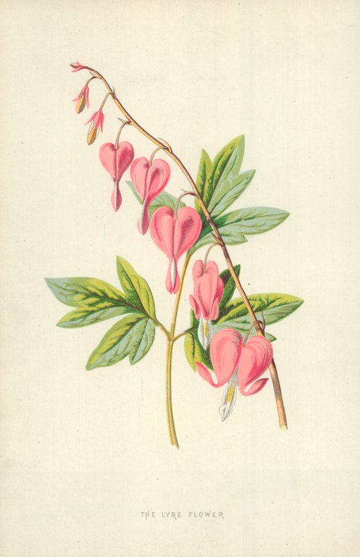 A flor lira de Frederick Edward Hulme