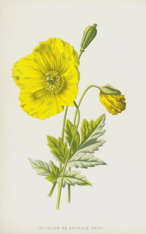 A papoula amarela ou de montanha (chromolitho) de Frederick Edward Hulme