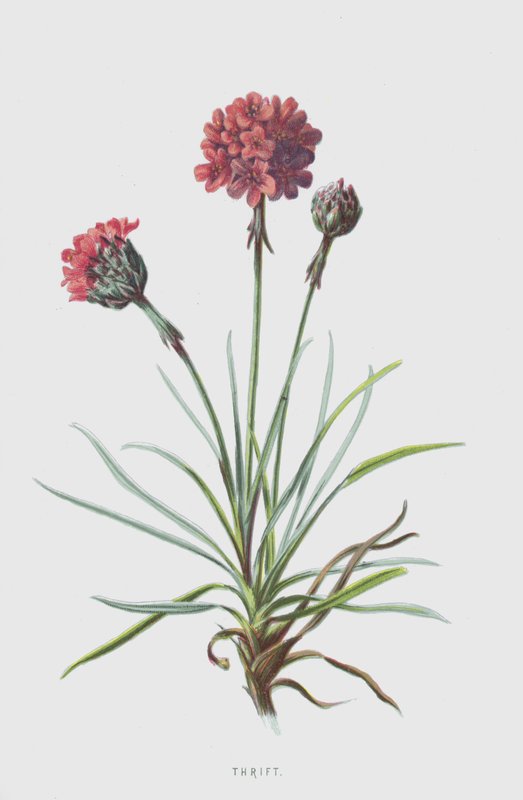 Thrift (cromolitho) de Frederick Edward Hulme