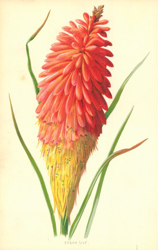 Tocha de lírio de Frederick Edward Hulme