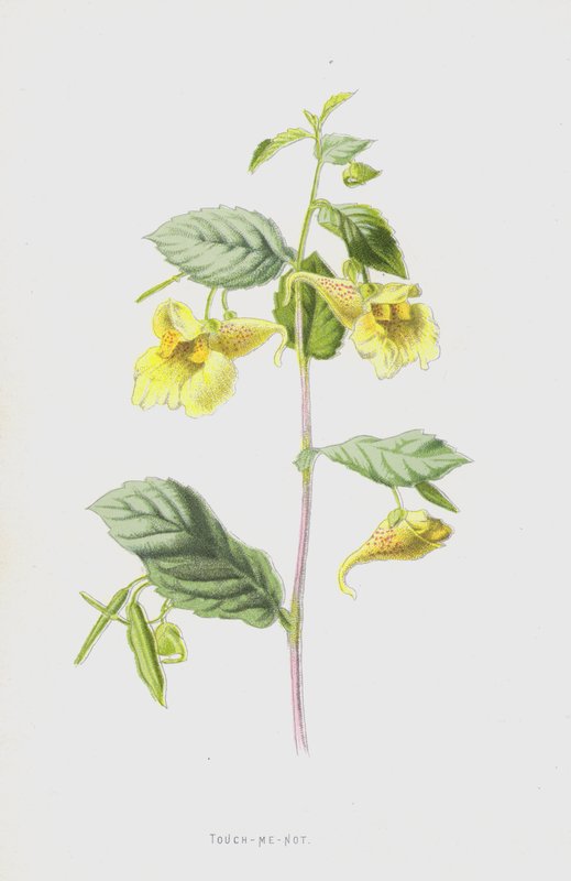 Toque-me-não (chromolitho) de Frederick Edward Hulme