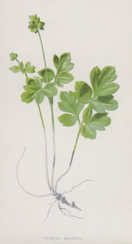 Moschatel tuberoso (cromolitho) de Frederick Edward Hulme
