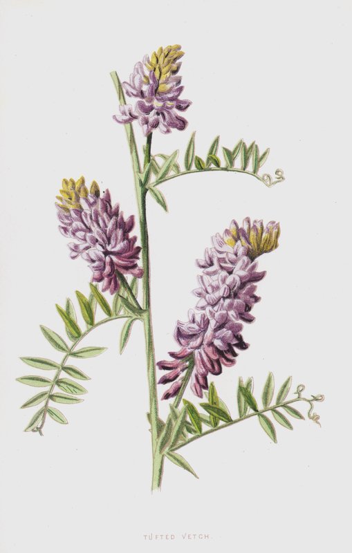Ervilhaca Tufada (cromolitho) de Frederick Edward Hulme