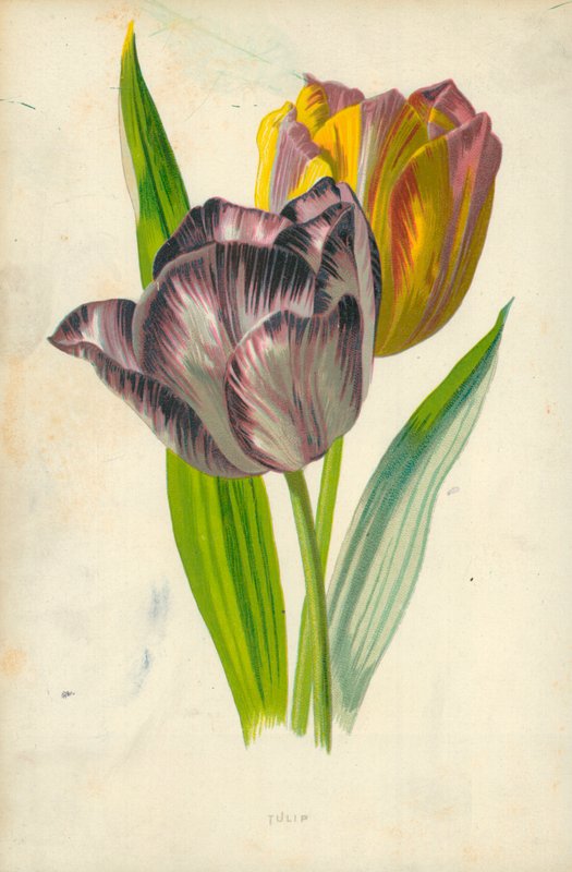 Tulipa de Frederick Edward Hulme