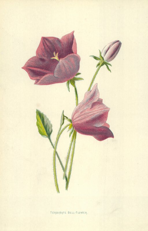 Turbinate Bell-Flower de Frederick Edward Hulme