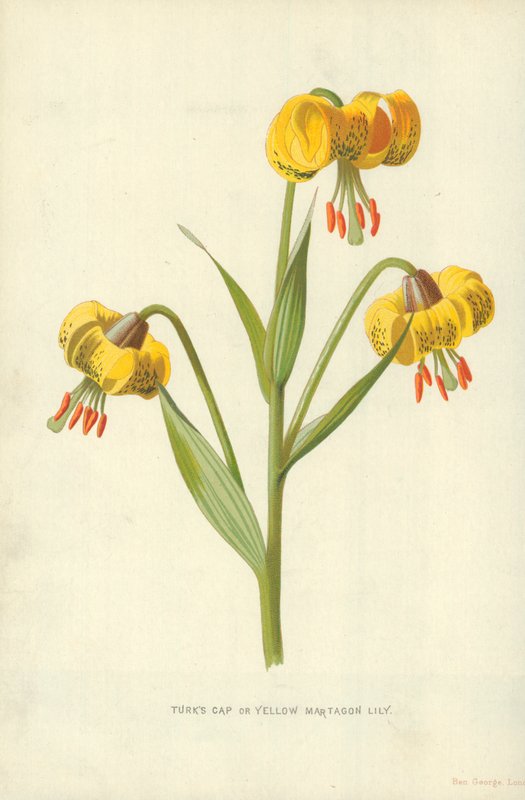 Tampão de Turk ou Lírio Martagon Amarelo de Frederick Edward Hulme