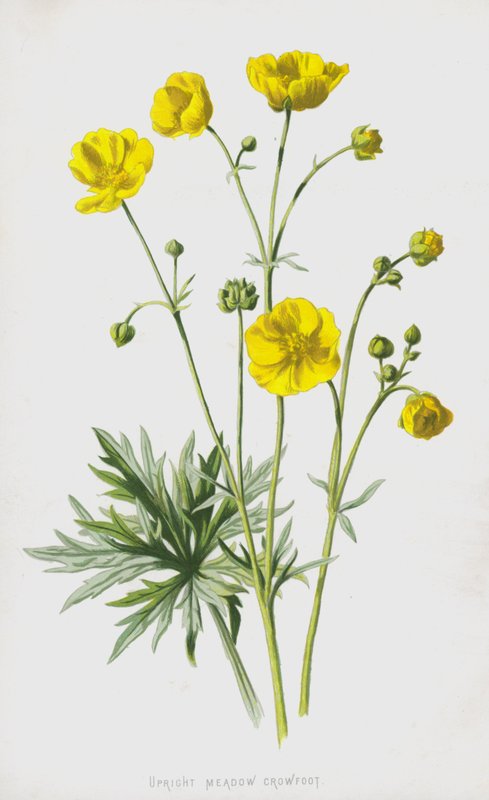 Aranha do Prado Vertical (cromolitho) de Frederick Edward Hulme