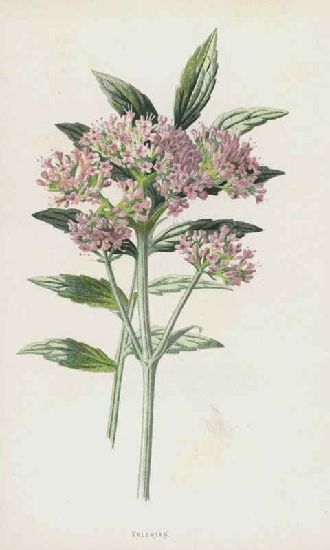 Valeriana (cromolito) de Frederick Edward Hulme