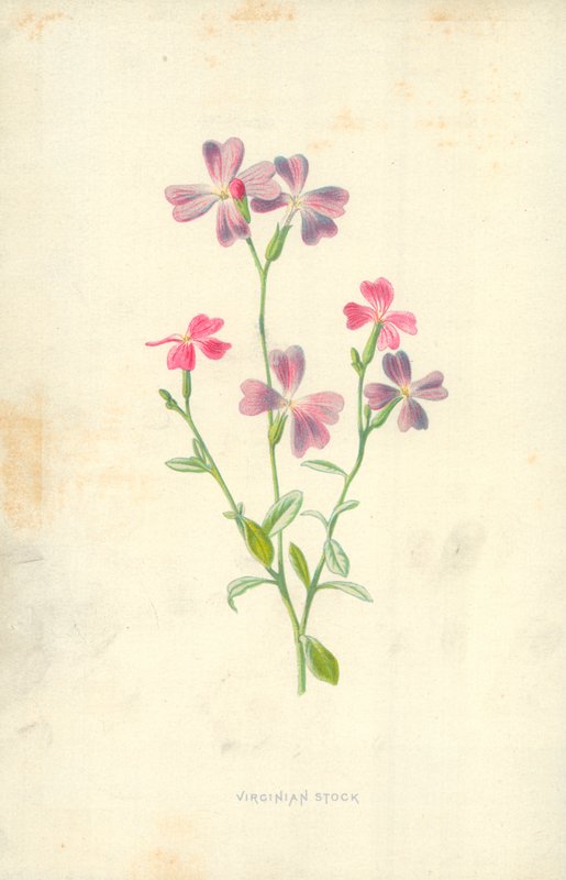 Estoque virginiano de Frederick Edward Hulme