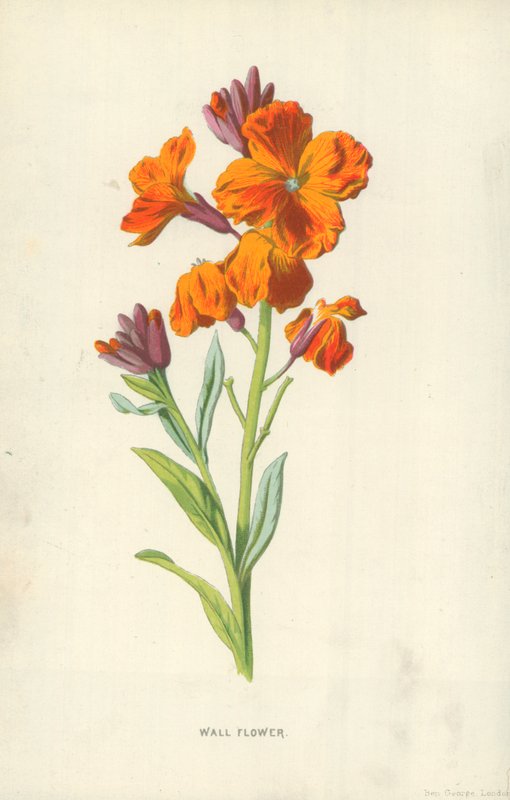 Flor de parede de Frederick Edward Hulme