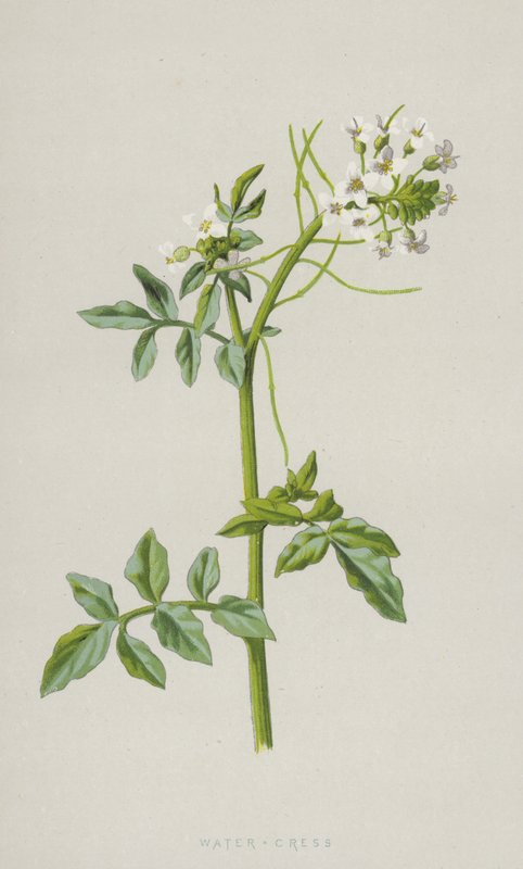Agrião-da-água (cromolito) de Frederick Edward Hulme