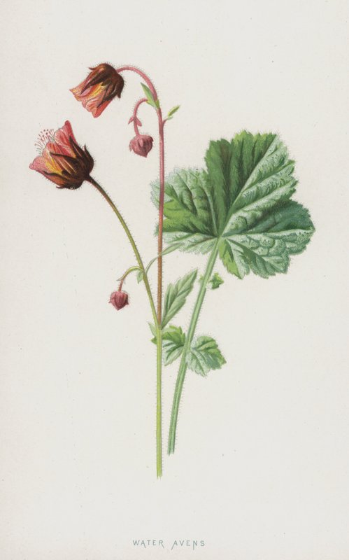 Avens de água (cromolitho) de Frederick Edward Hulme