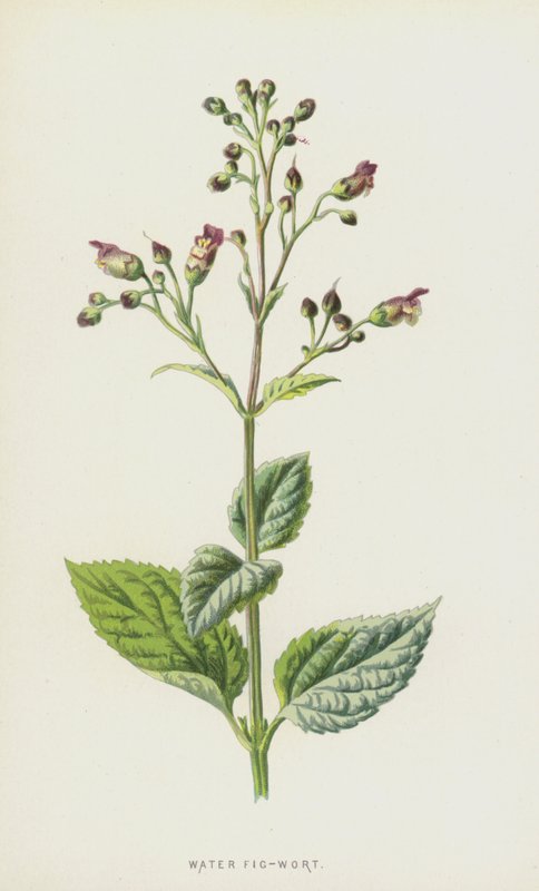 Hipericão (Chromolitho) de Frederick Edward Hulme