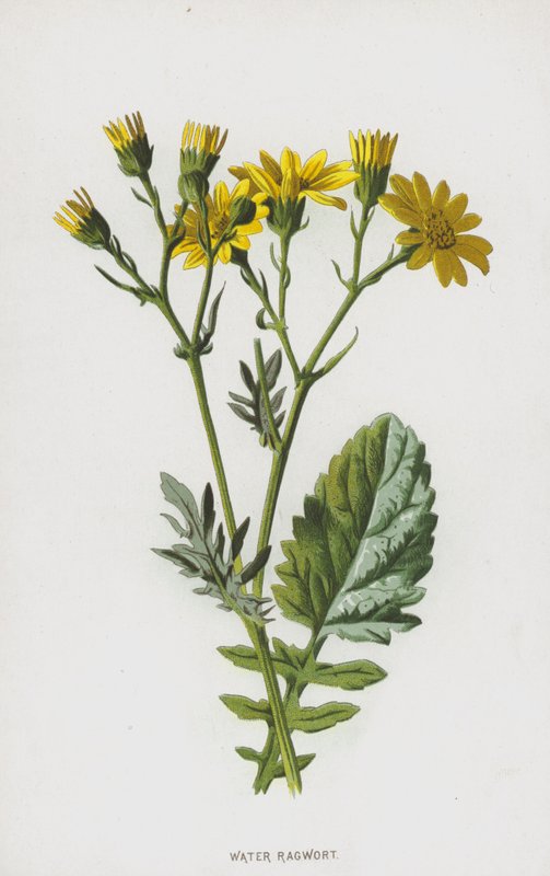 Ragwort da água (chromolitho) de Frederick Edward Hulme