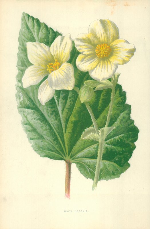 Begônia Branca de Frederick Edward Hulme