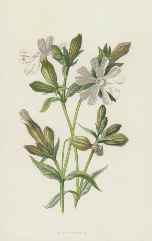 Campion Branco (cromolitho) de Frederick Edward Hulme