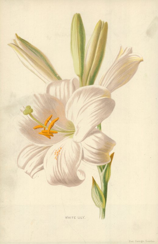 Lírio branco de Frederick Edward Hulme