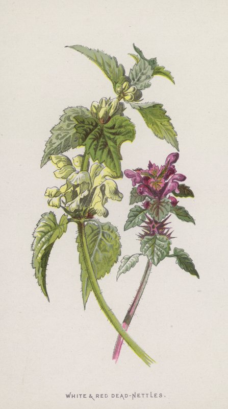 Urtigas-brancas e vermelhas (chromolitho) de Frederick Edward Hulme